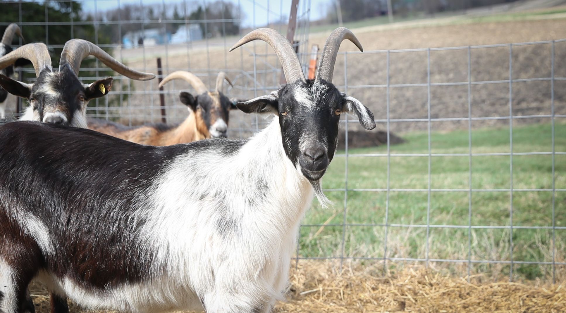 Goats on the Go 7